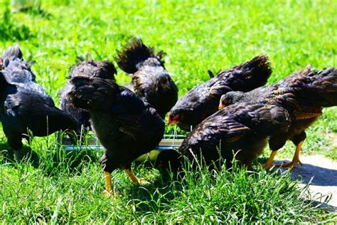 The Ultimate Guide To Feeding Backyard Chickens Know Your Chickens