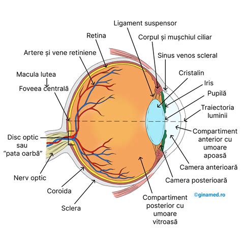 Organele de simț Biologie Barron s GinaMed