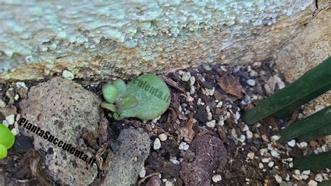 Come Riprodurre Un Albero Di Giada Con Una Foglia Pianta Succulenta