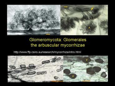 PPT – Glomeromycota: Glomerales PowerPoint presentation | free to view ...