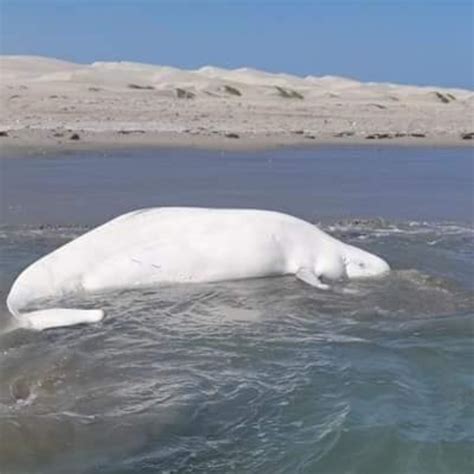 Arctic Beluga Whale