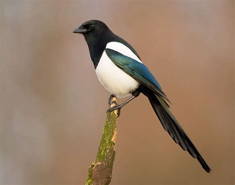 Eurasian Magpie Calls And Sounds Wild Ambience Nature Sounds