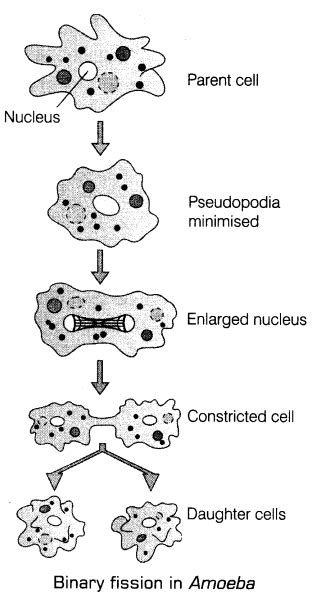 Reproduction In Organisms Cbse Notes For Class 12 Biology Artofit