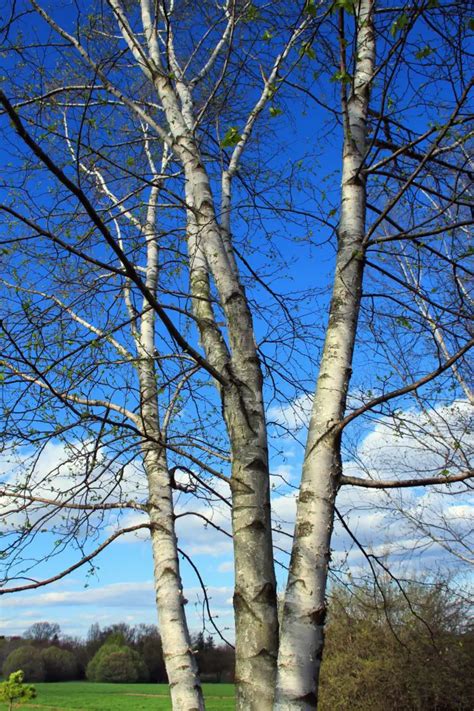 Get To Know Types Of Birch Trees Constant Delights