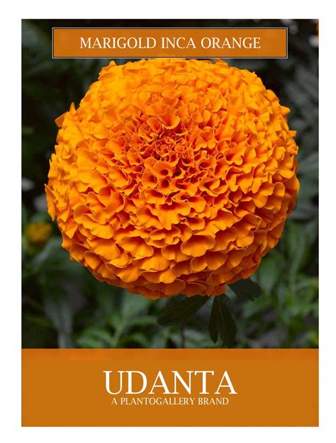 Udanta Marigold Inca Orange All Season Flowers Seeds Avg 10 Each Packe