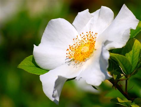 Cherokee Rose Rosa Laevigata Also Known As Camellia Rose Flickr