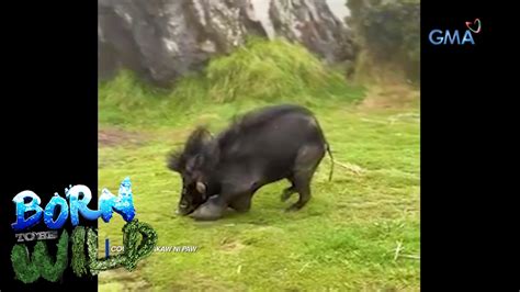 ‘baboy Ramo Spotted At Mt Apo Born To Be Wild Video Dailymotion