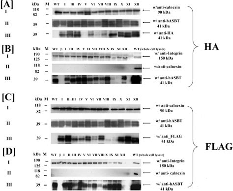 Figure 2 From Membrane Topology Of Human Asbt Slc10a2 Determined By