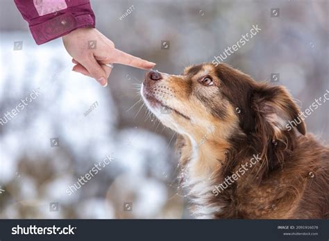 Punished Nose: Over 228 Royalty-Free Licensable Stock Photos | Shutterstock