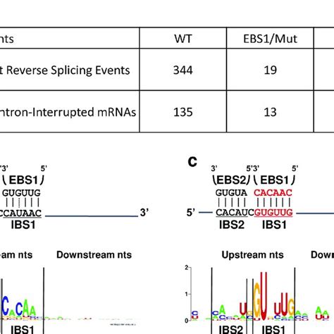 Llltrb Reverse Splicing Within L Lactis Mrnas A Independent Download Scientific Diagram