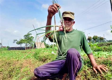 Wabah Hama Dan Penyakit Petani Bawang Merah Di Magetan Rugi Ratusan Juta