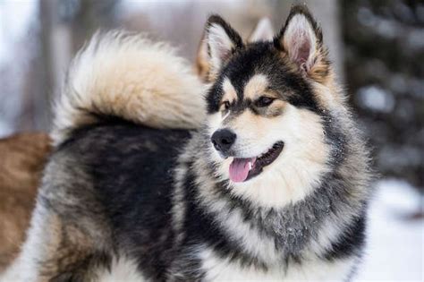 10 Dog Breeds That Are Wolves At Heart