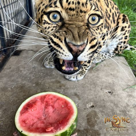 In-Sync Exotics Wildlife Rescue and Educational Center