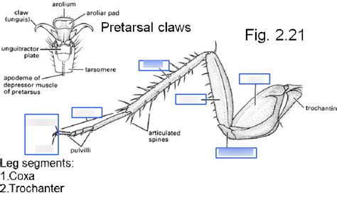 Entomology Exam Insect Leg Diagram Quizlet