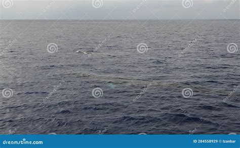 Fin Whale Mother And Calf Stock Video Video Of Mediterranean