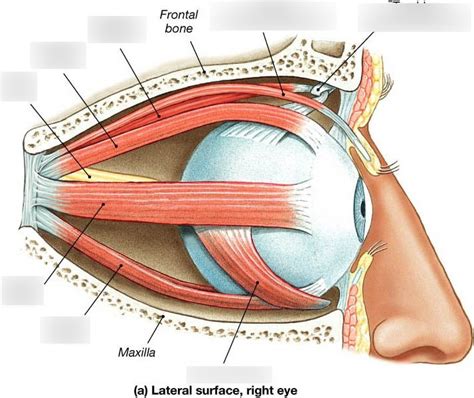 eye muscle diagram Diagram | Quizlet