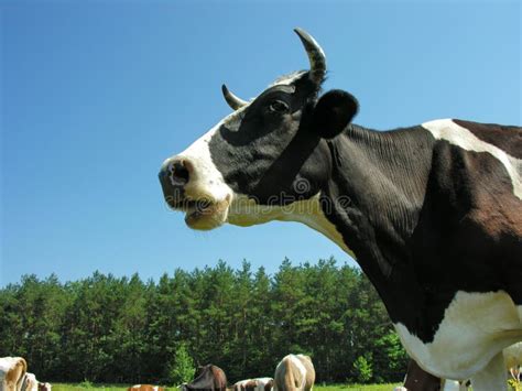 Cow with nose piercing stock image. Image of rural, grass - 21934959