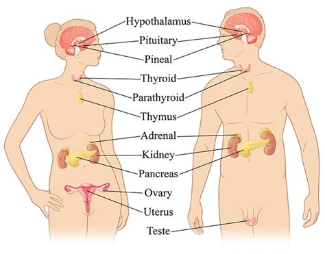 The Endocrine System Organ Locations Diagram Quizlet