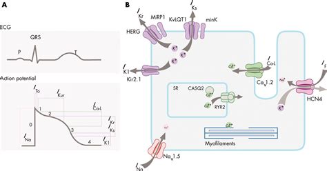 Genetics Of Cardiac Arrhythmias Heart