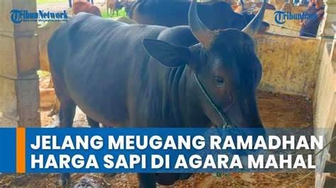 Jelang Meugang Ramadhan Harga Sapi Di Aceh Tenggara Mahal Youtube