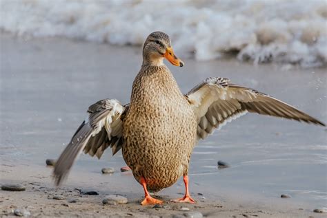 Duck on Beach · Free Stock Photo