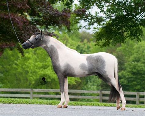 50 Best Mulberry Grey Ref Images On Pinterest Beautiful Horses Horse