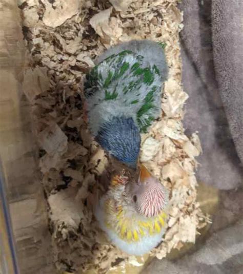 Lorikeet Mutations Musks Turk Got To Go Birds Gumtree Australia
