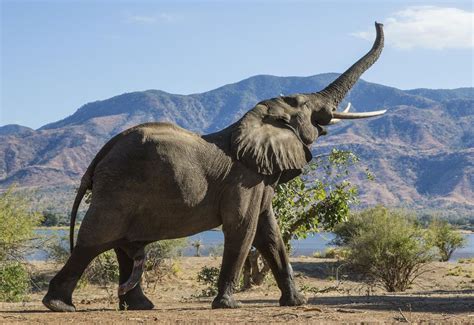 Roar-Rumble And Squeal-Trumpet: Scientists Compile An Elephant Lexicon