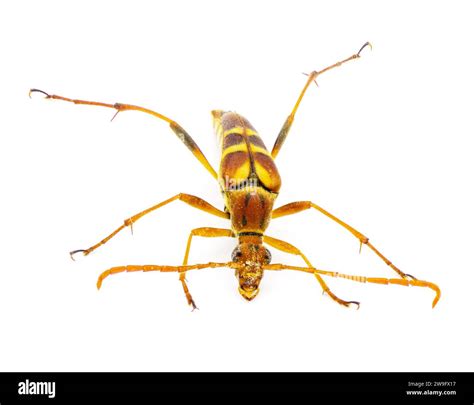 Six Spotted Flower Strangalium Strangalia Sexnotata Is A Species Of Flower Longhorn In The