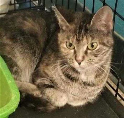 Animal Shelters And Rescues In Indianapolis In