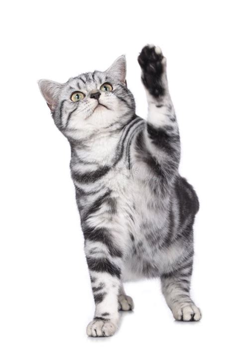 Cat Stretches A Paw Stock Photo Image Of Isolated Lift 35803846