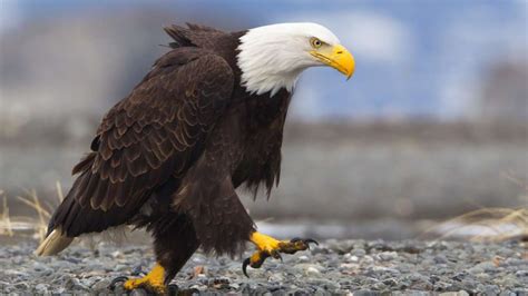 Bald Eagle Walking Youtube