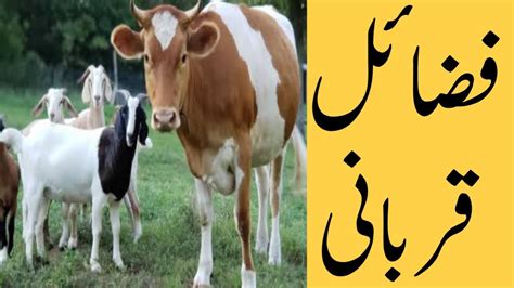 Fazail E Qurbani Qurbani Ki Fazilat Eid Ul Adha Special Youtube