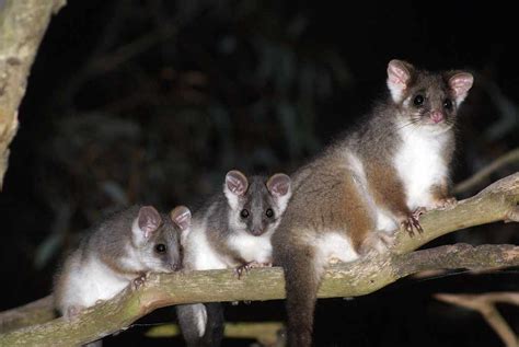 Common Ringtail Possum: Profile, Traits, Facts, Diet, Range - Mammal Age