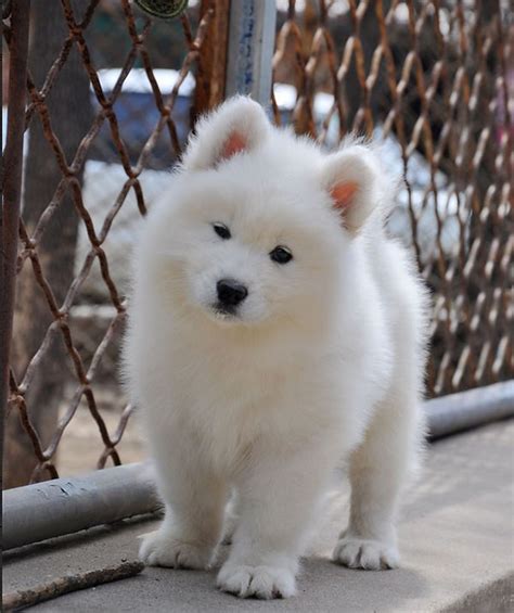 Venta De Cachorros Perros De Raza Samoyedo Hembras Y Machos Disponible