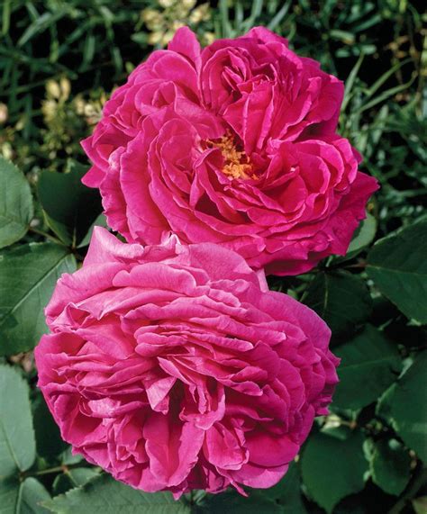 17 Of The Most Fragrant Roses For Sweet Scents All Season Long
