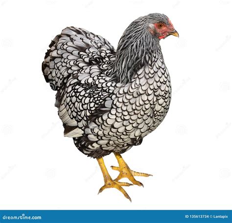 Wyandotte Chicken Isolated on White Stock Photo - Image of laying ...