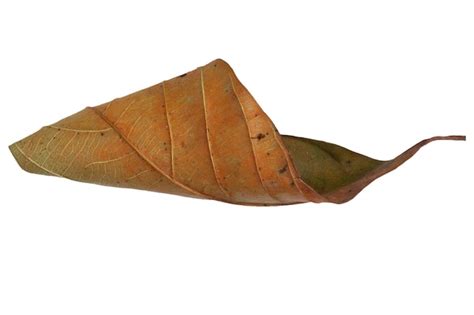 Premium Photo Dried Leaves