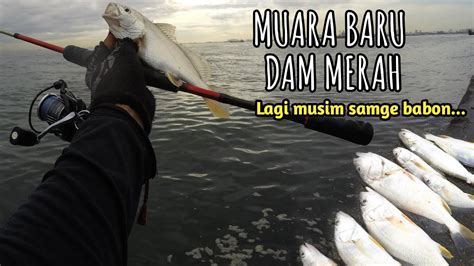 JANGAN DI SIA SIAKAN MUMPUNG LAGI MUSIM Mancing Ikan Samge Muara Baru