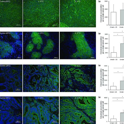 Four In Vivo Pancreatic Cancer Cell Xenograft Mouse Models With