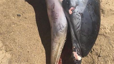 Aparece el cadáver de un delfín en la playa de Bocabarranco La Provincia