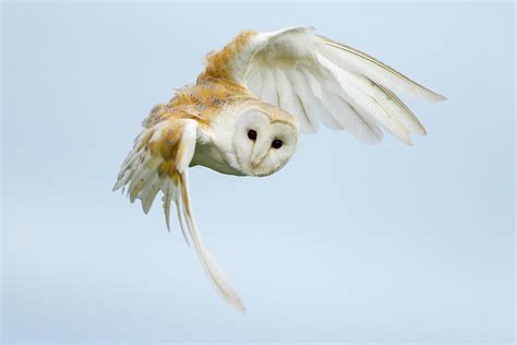 Barn Owl In Flight Photograph By Mark Smith Fine Art America