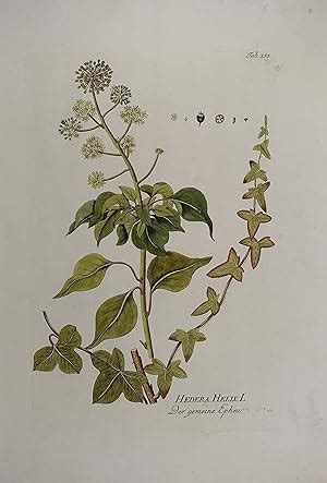 Hedera Helix L Der Gemeine Epheu Altkolorierter Kupferstich Aus