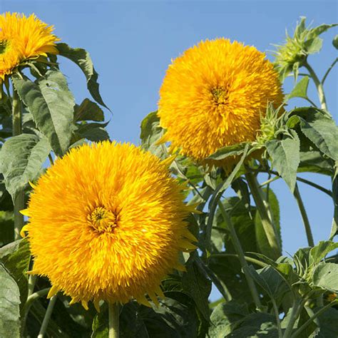 Double Sun King Sunflower Seeds From Kings Kings Seeds