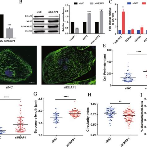 Nrf Promotes The Morphology And Structural Maturation Of Hipsc Cms A