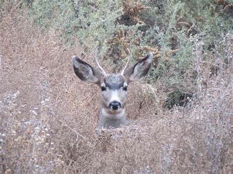 Mule Deer Spike Buck Laying In The Brush Ray F Flickr