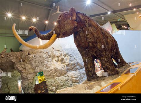 Inside The Hull And East Riding Museum Of Archaeology Hull East