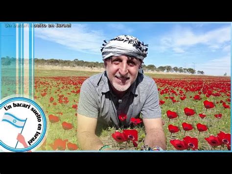 La Flor Nacional De Israel Cyclamen Persicum Y Su Simbolismo Teleflor