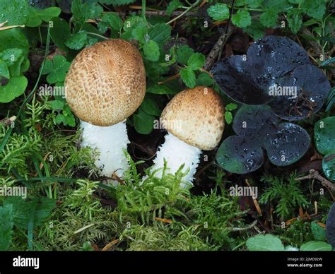 Prince Mushroom Agaricus Augustus Stock Photo Alamy