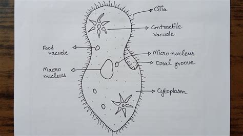 Labelled Diagram Of Paramecium